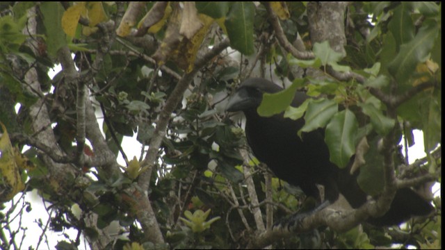Hawaiian Crow - ML425081