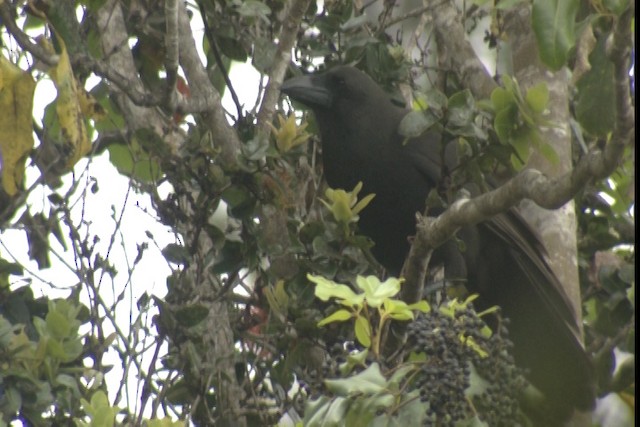 Hawaiian Crow - ML425087
