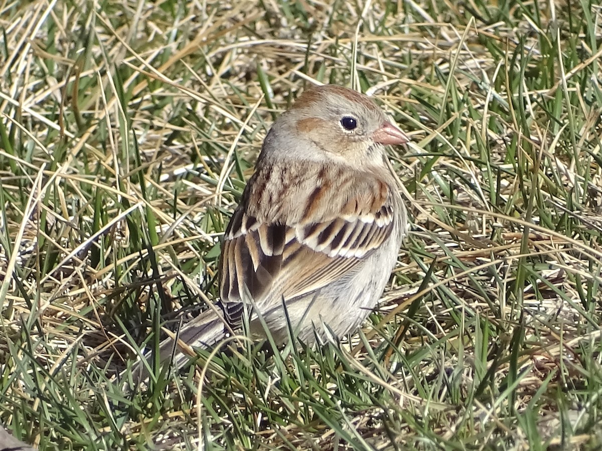 Field Sparrow - ML425088851