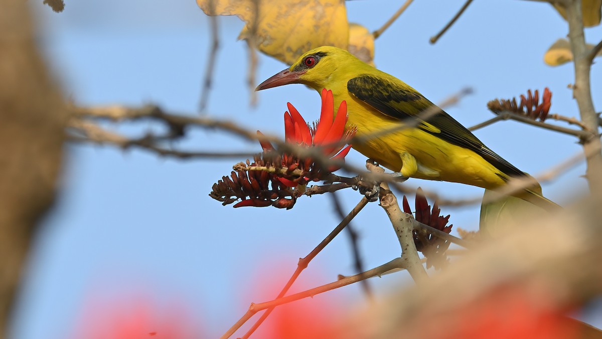 Indian Golden Oriole - ML425093891