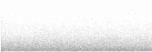 Weißflecken-Ameisenpitta - ML425095961