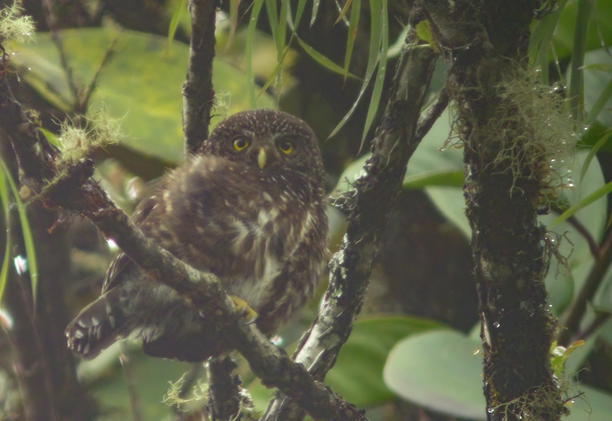 Yungas Pygmy-Owl - ML425101881