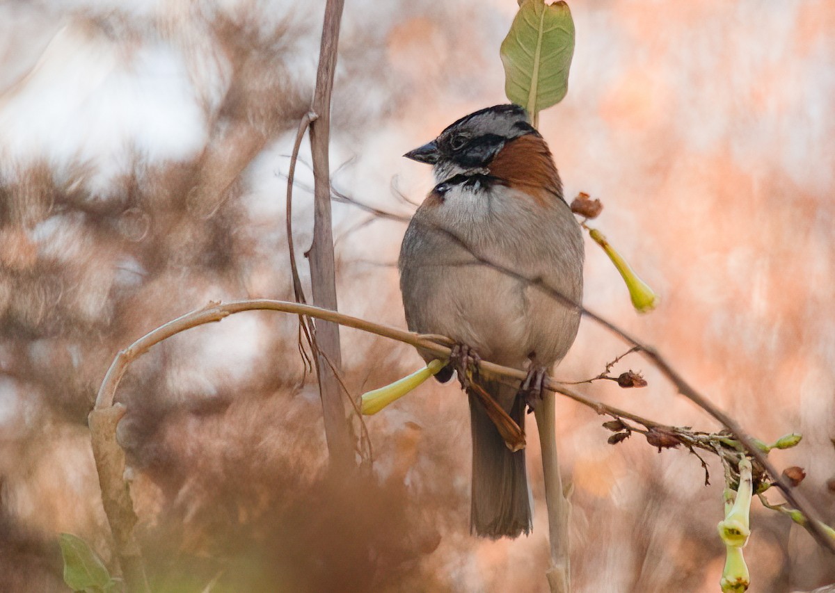 Rufous-collared Sparrow (Rufous-collared) - ML425103991