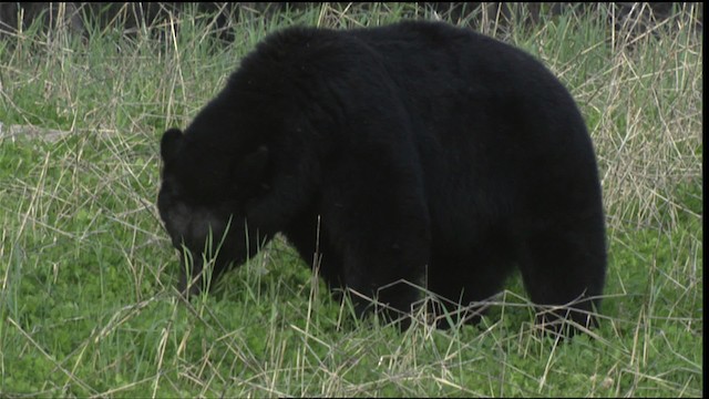 American Black Bear - ML425105