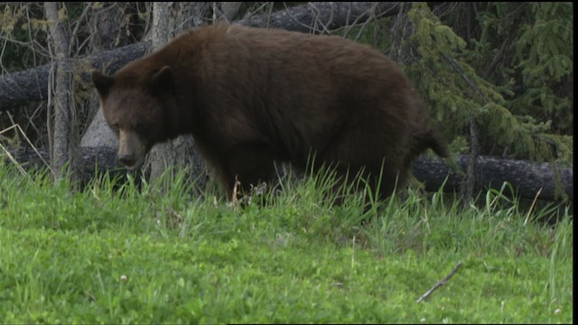 American Black Bear - ML425113