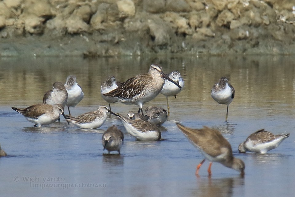 Asian Dowitcher - ML42511461