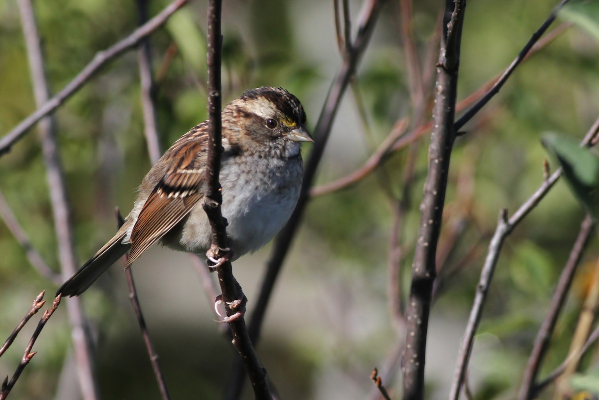 White-throated Sparrow - ML42511521