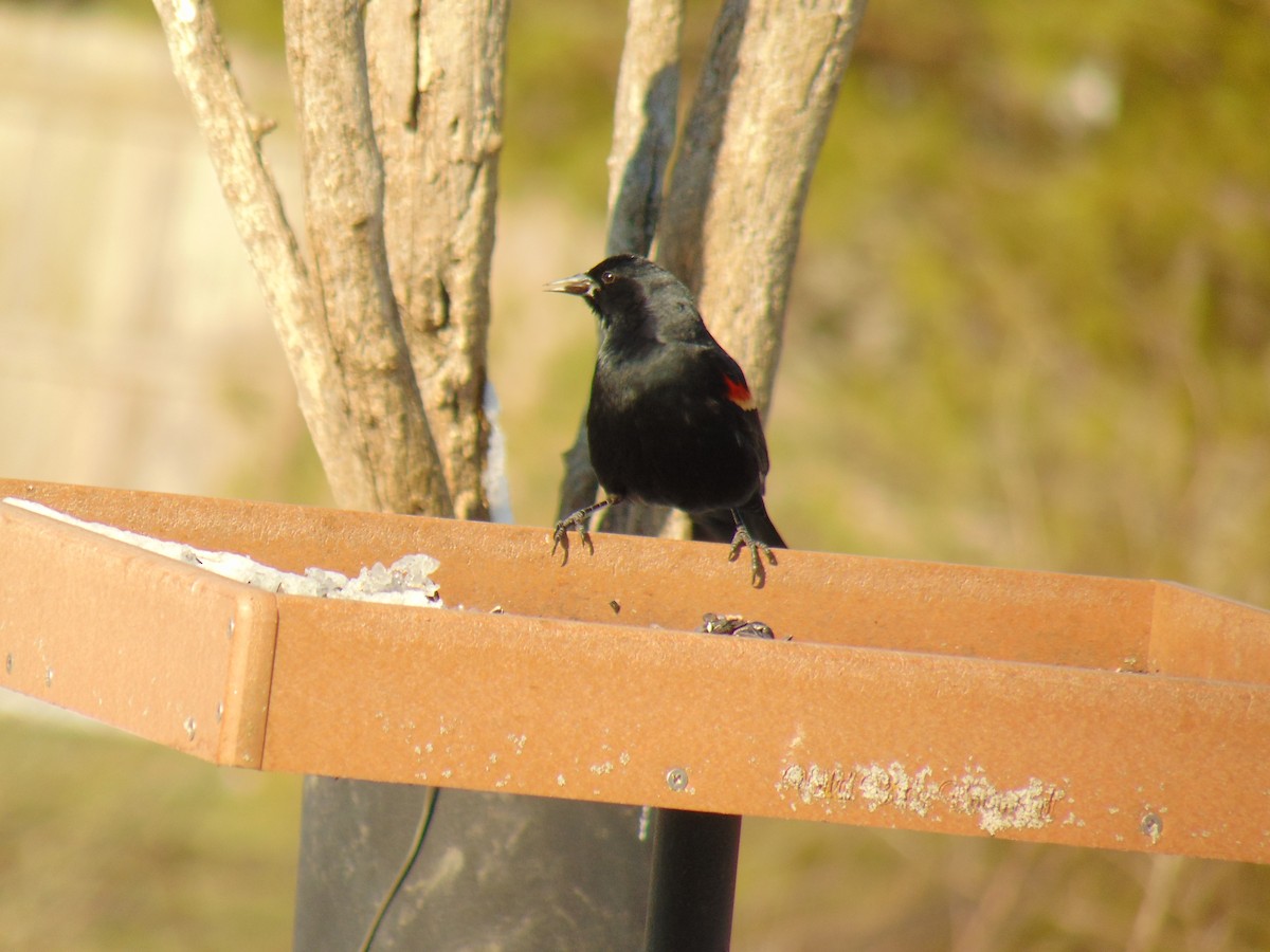 Red-winged Blackbird - ML425116301