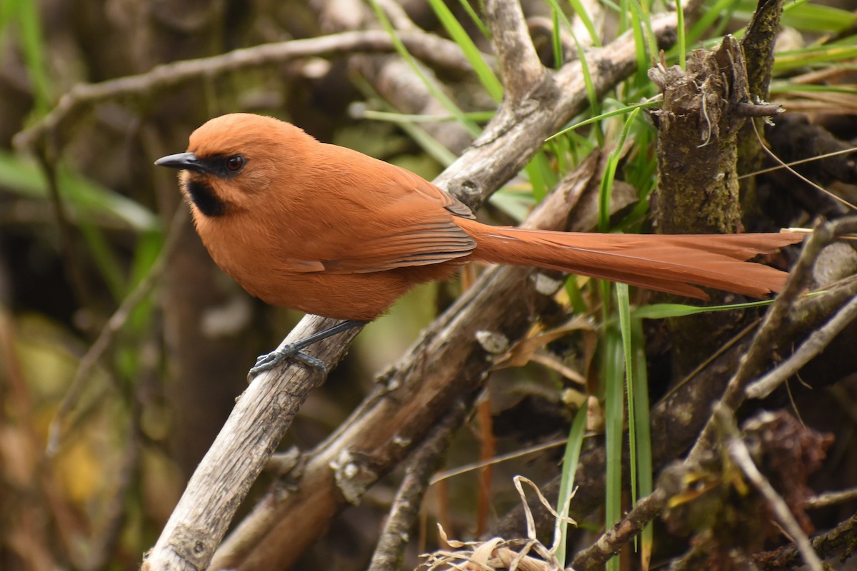 Black-throated Spinetail - ML425118331