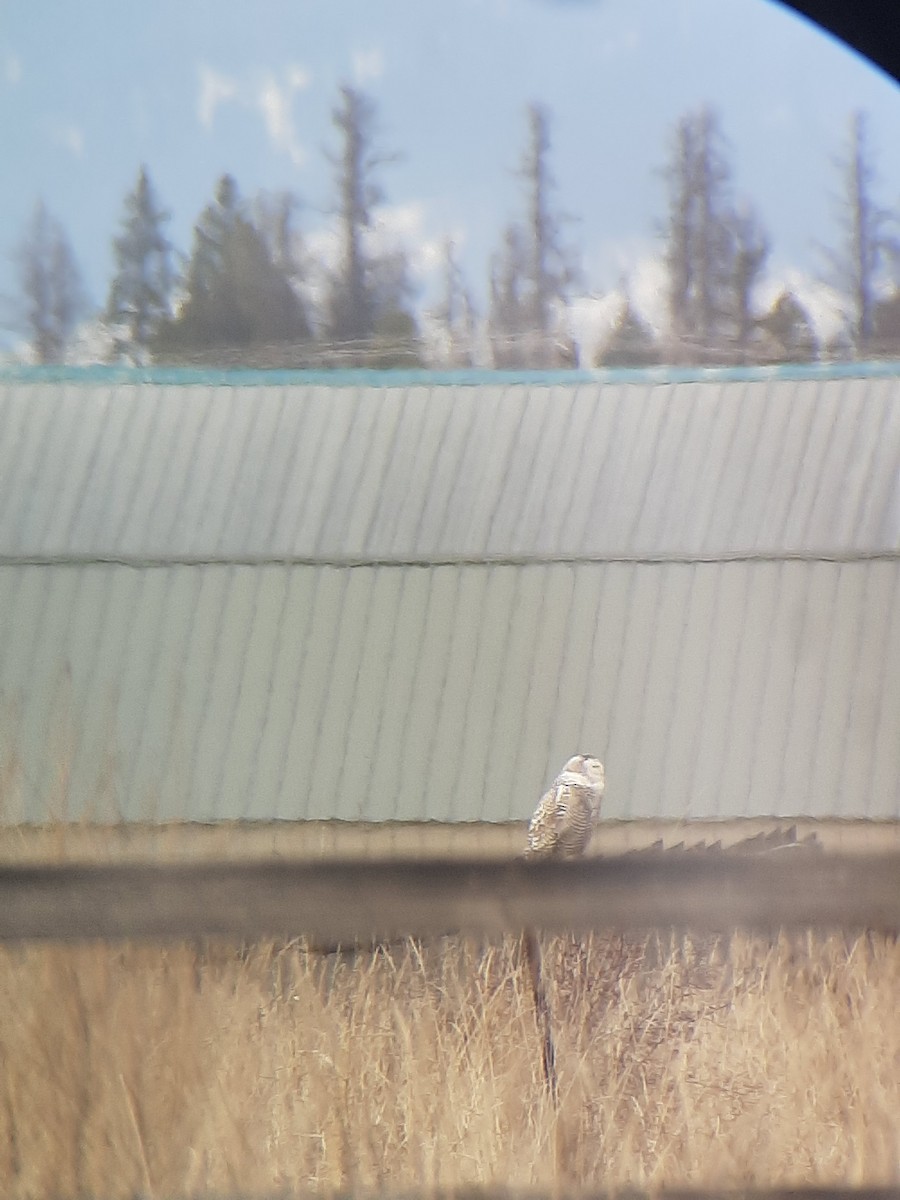Snowy Owl - ML425118401