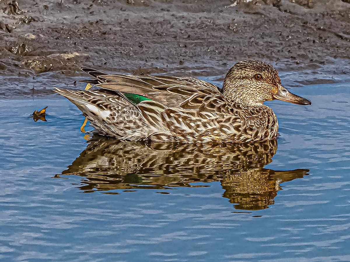 Green-winged Teal - ML425122011