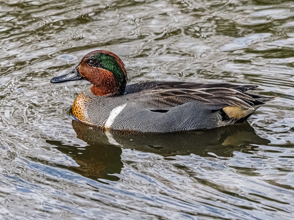 Green-winged Teal - ML425122021