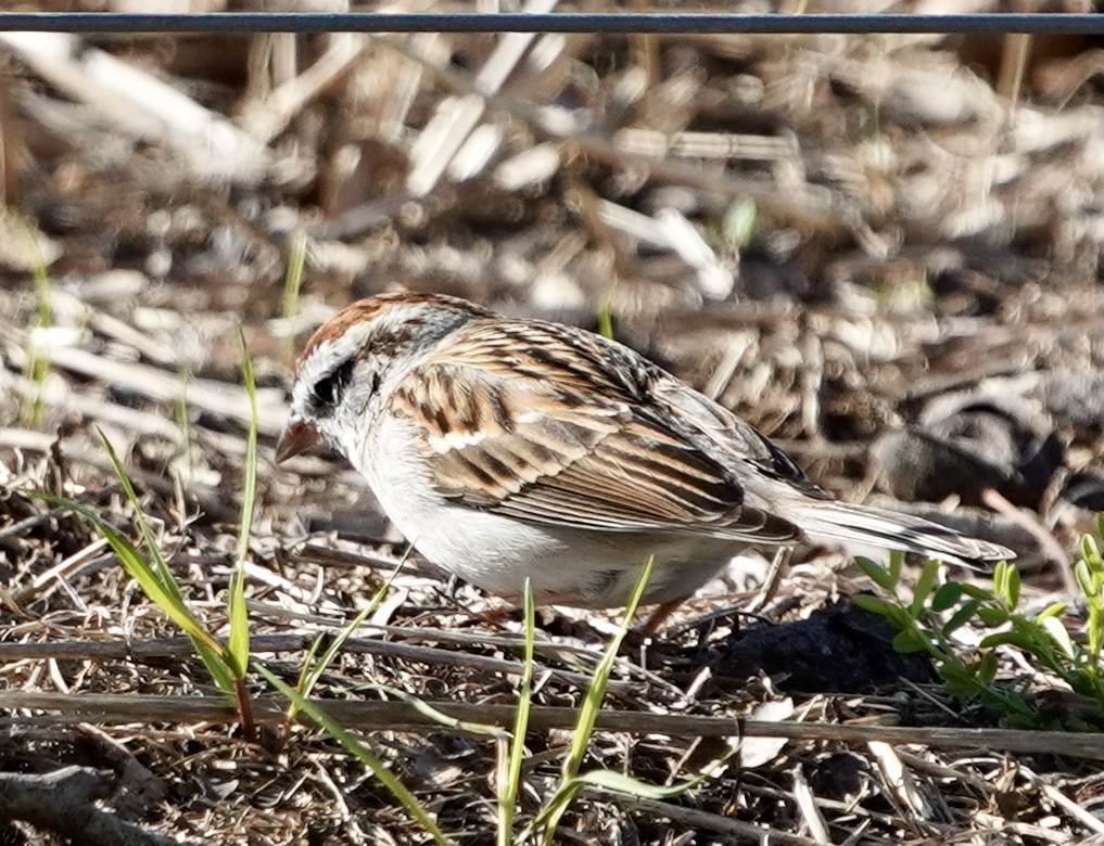 Chipping Sparrow - ML425122551