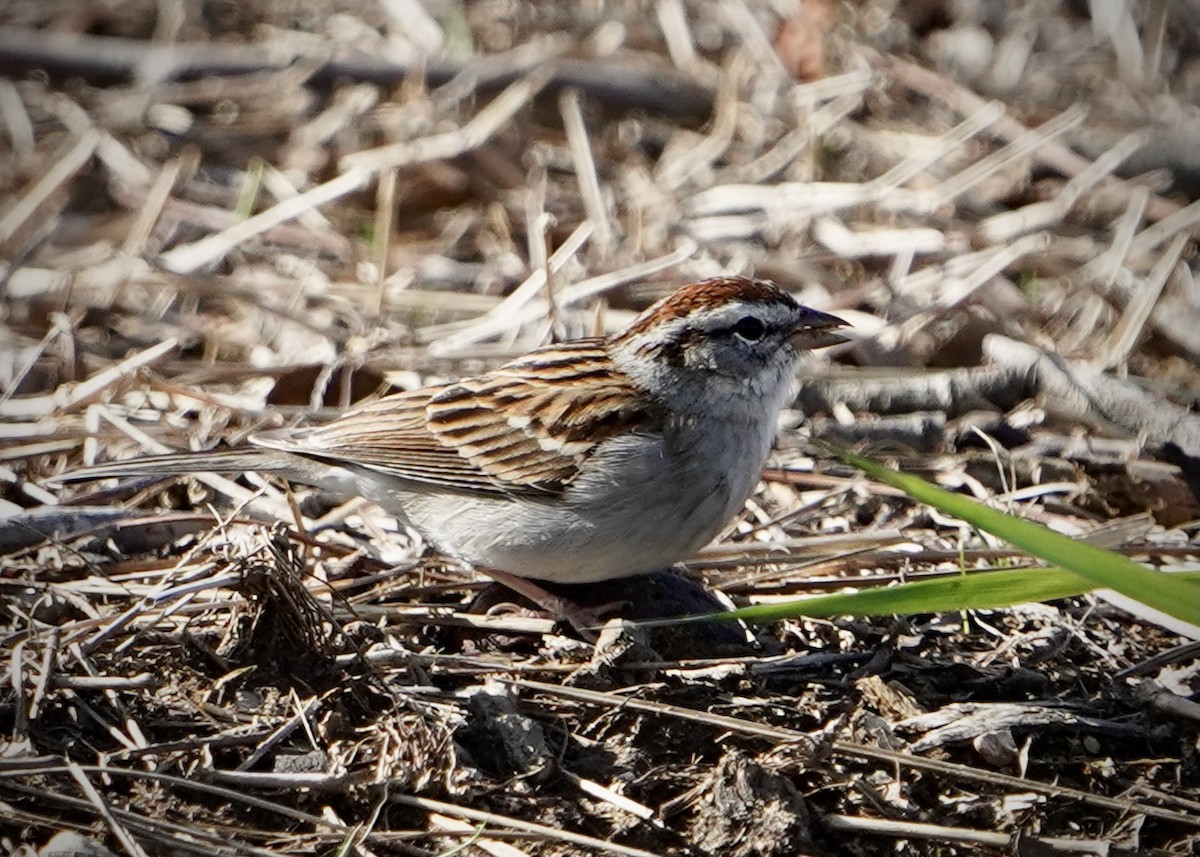 Chipping Sparrow - ML425122561