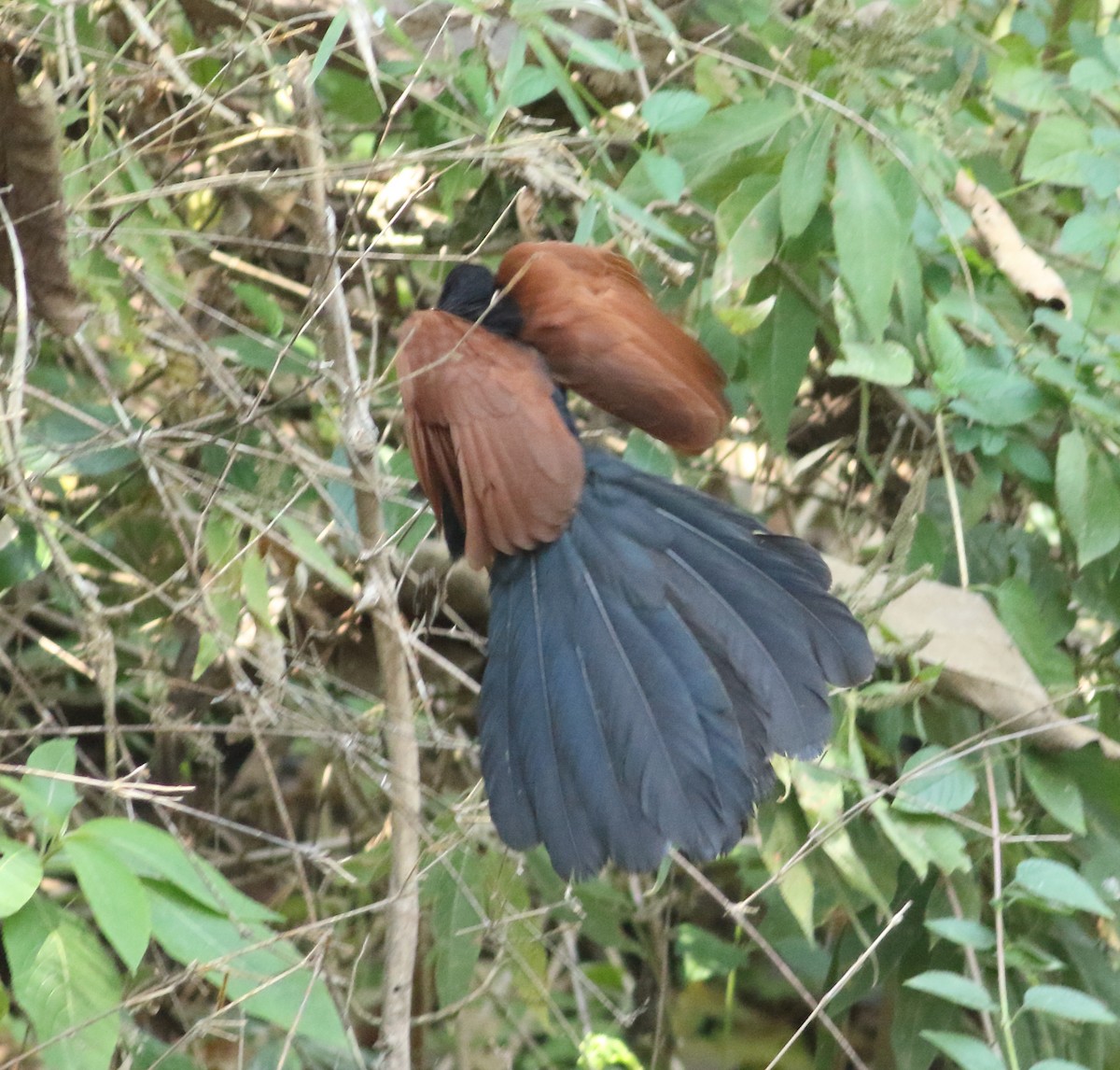 Greater Coucal - ML425122821