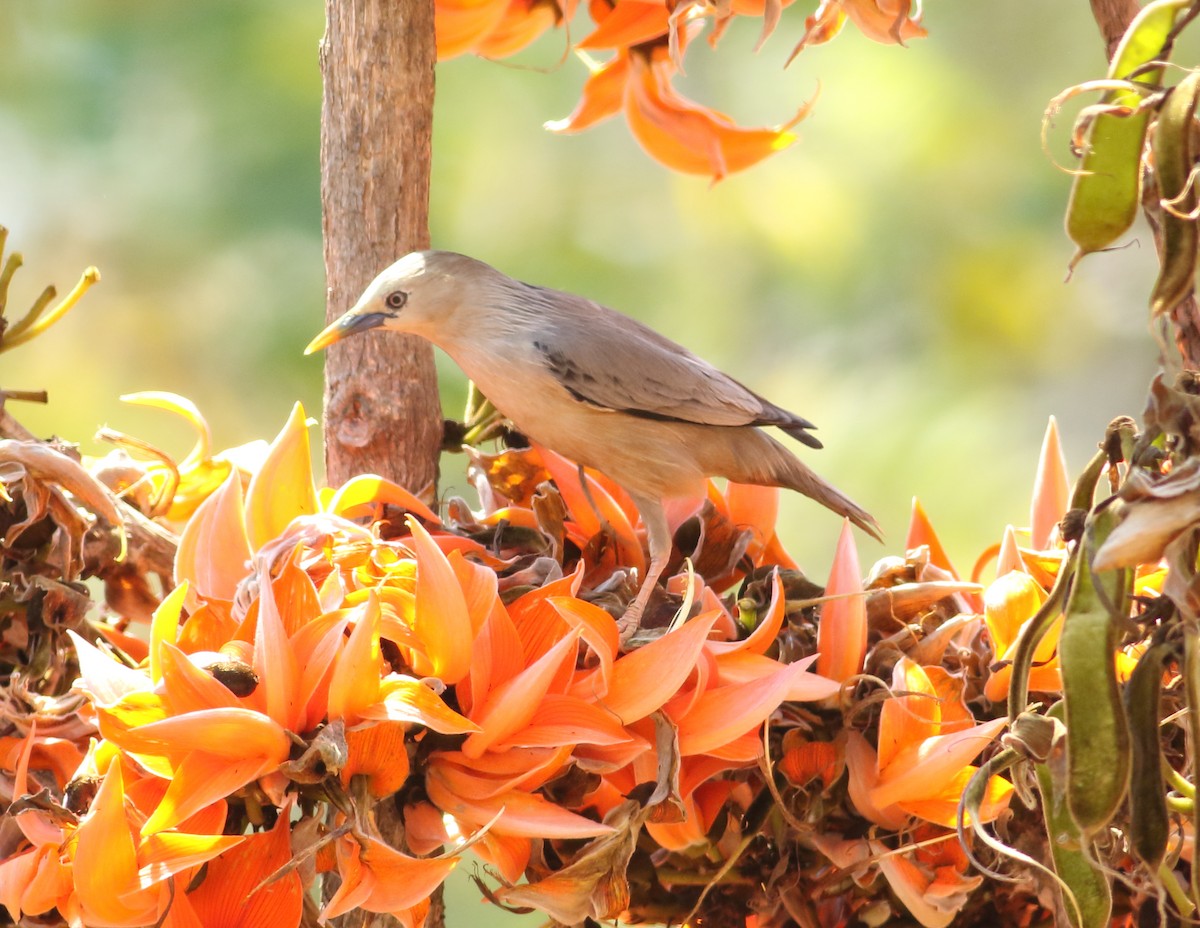 Chestnut-tailed Starling - Savio Fonseca (www.avocet-peregrine.com)