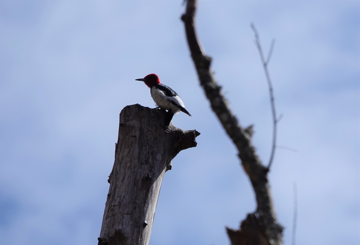Red-headed Woodpecker - ML425123291