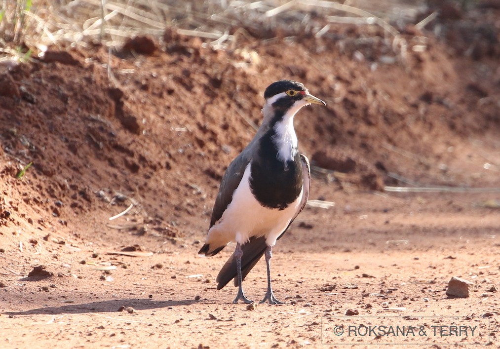 Banded Lapwing - ML42512911