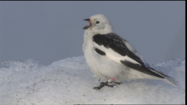  - Snow Bunting