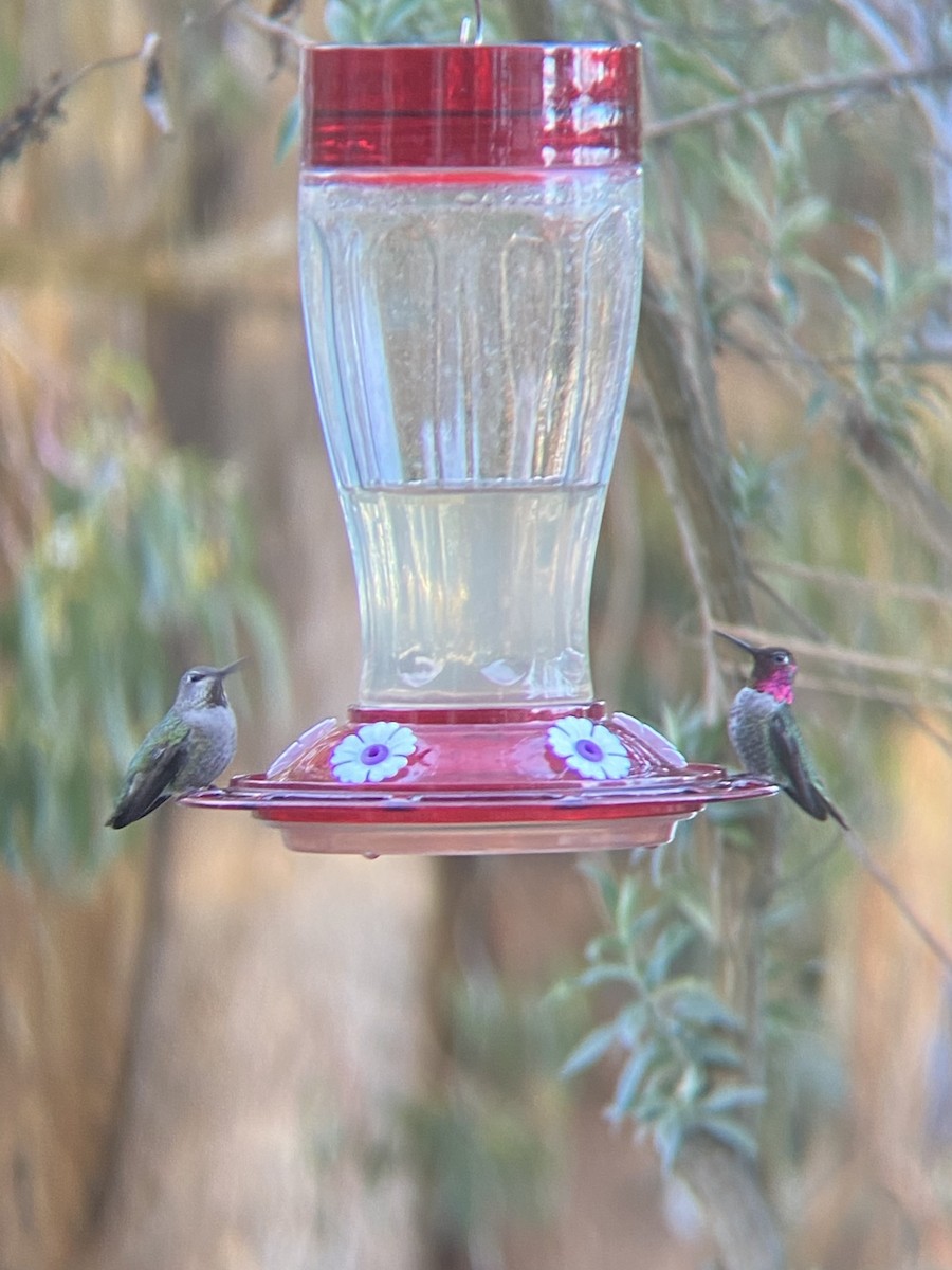 Anna's Hummingbird - ML425137011