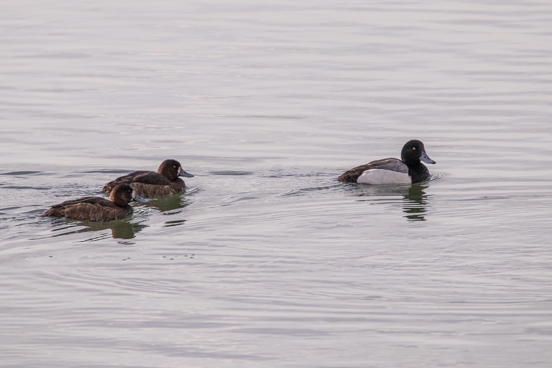 Greater Scaup - ML425141121
