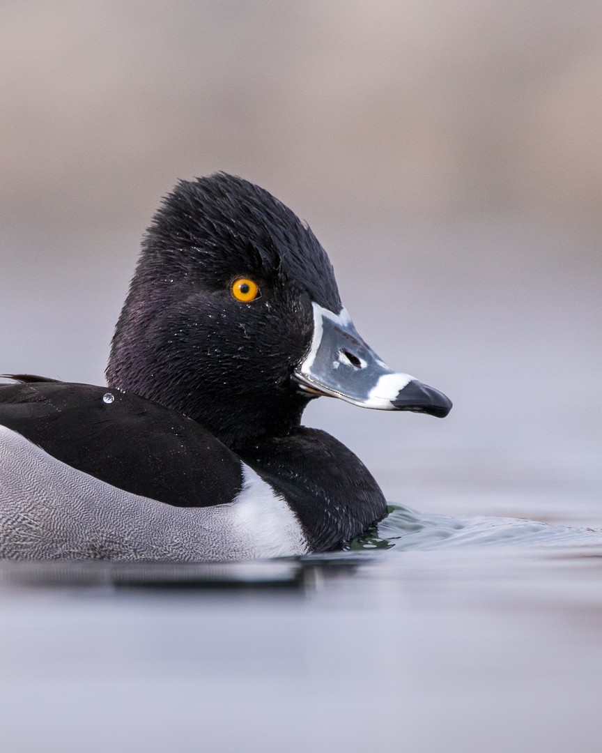Ring-necked Duck - Rain Saulnier