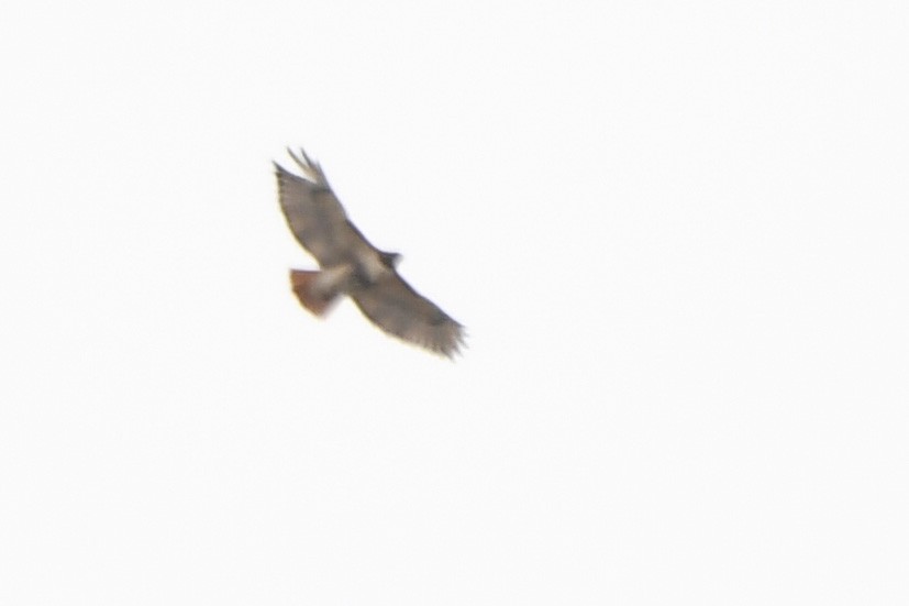 Red-tailed Hawk (abieticola) - ML425143221
