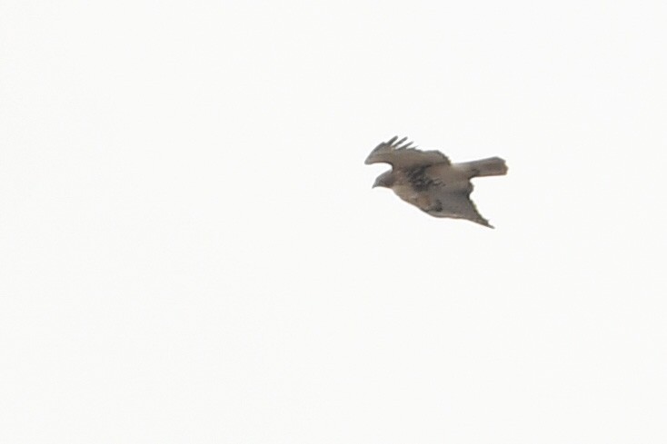 Red-tailed Hawk (abieticola) - ML425143231