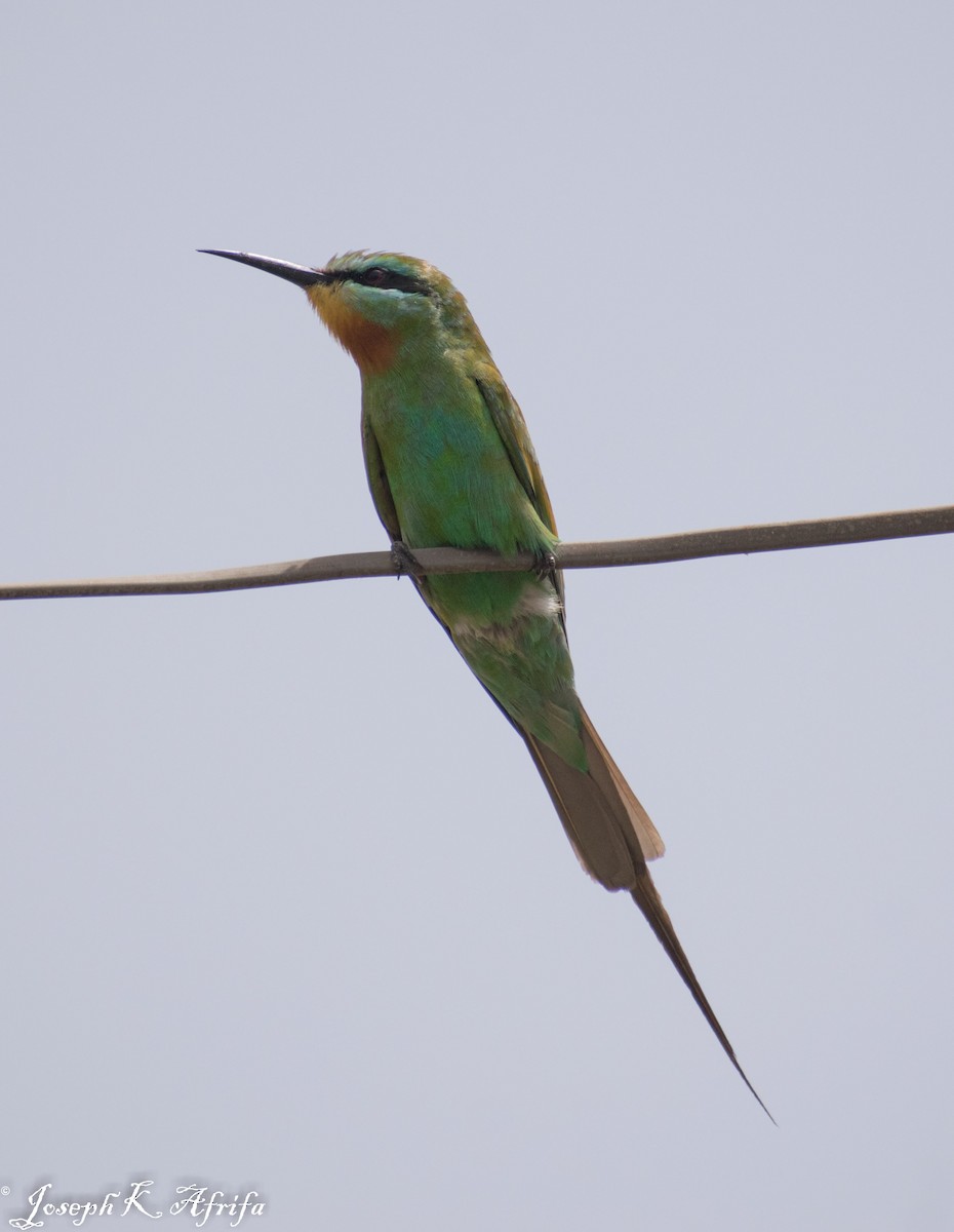 Blue-cheeked Bee-eater - ML425147551