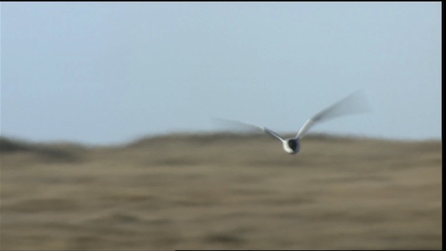 Arctic Tern - ML425152