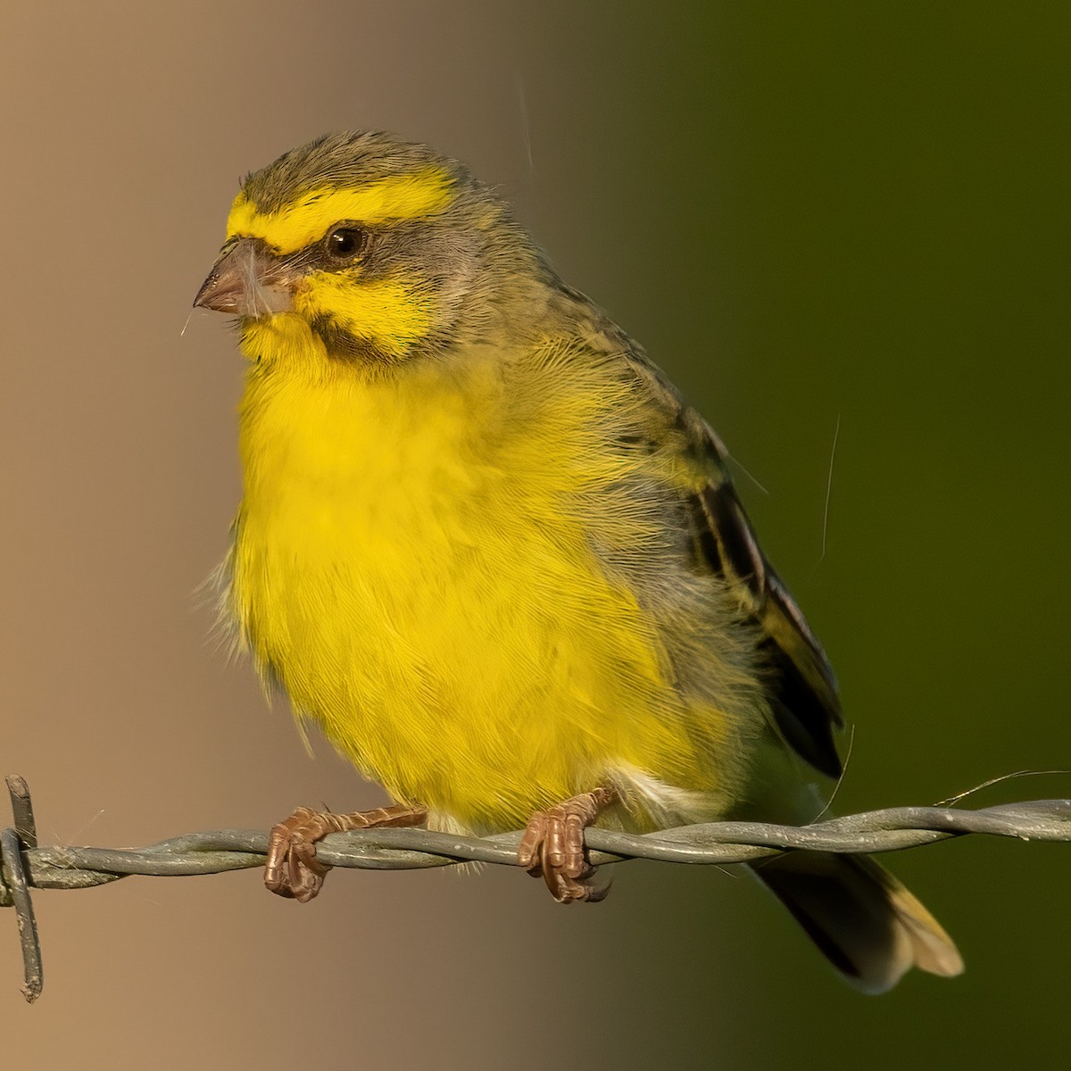 Yellow-fronted Canary - ML425153771