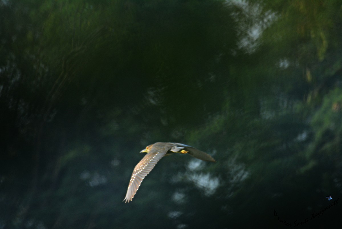 Black-crowned Night Heron - ML42515501
