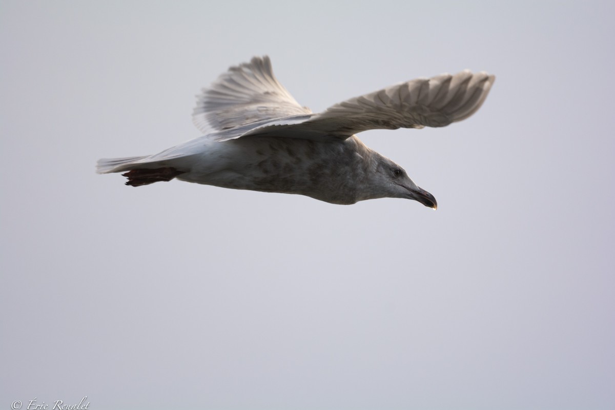 Glaucous-winged Gull - Eric Francois Roualet