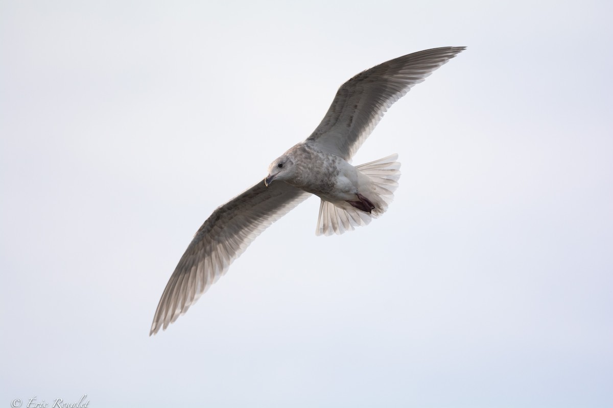 Glaucous-winged Gull - Eric Francois Roualet