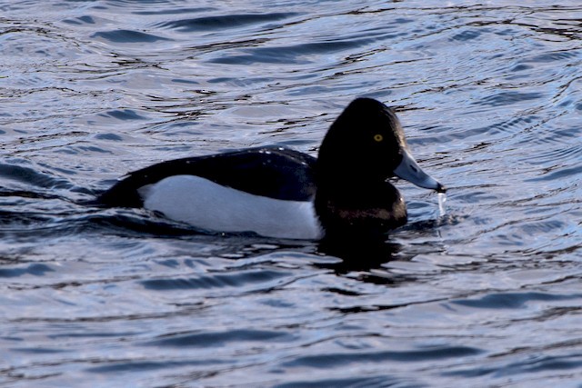 Ring-necked Duck x scaup sp. (hybrid) - Frank King