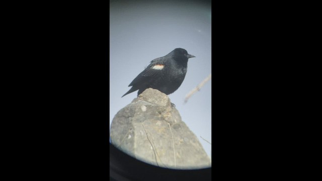 Tricolored Blackbird - ML425163251