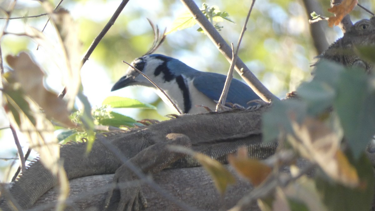 White-throated Magpie-Jay - ML425167101