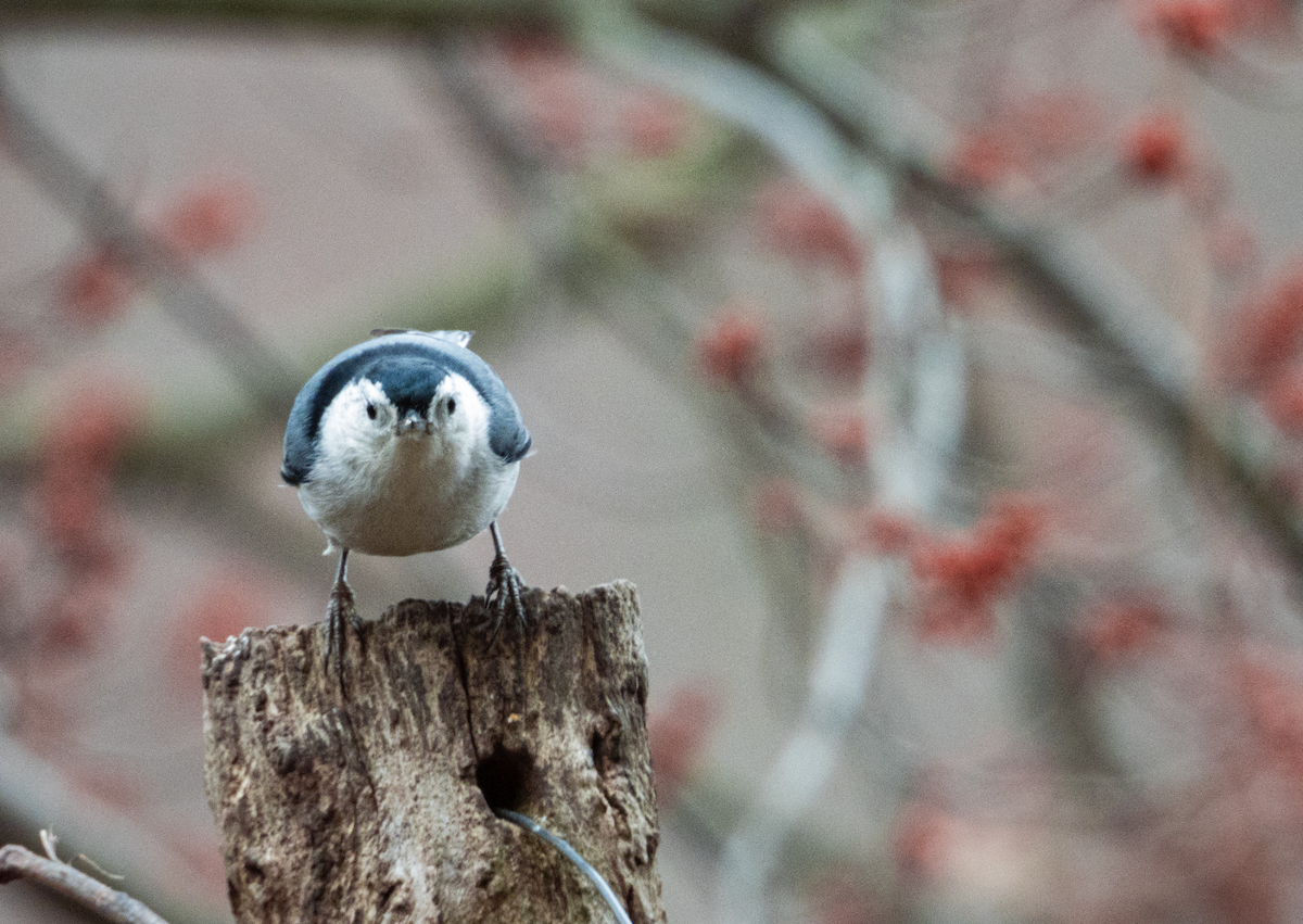 White-breasted Nuthatch - ML425173481