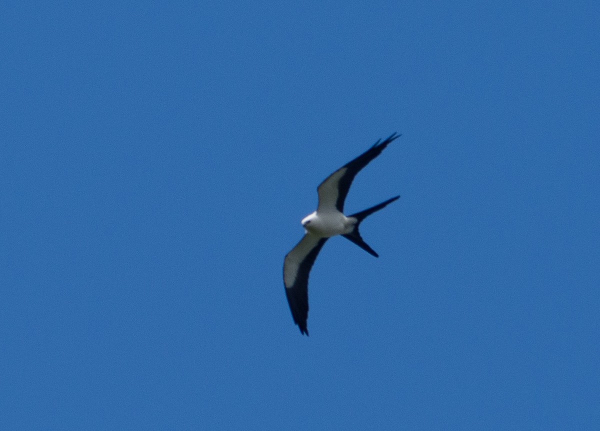 Swallow-tailed Kite - ML425177201