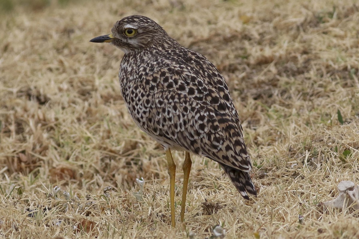 Spotted Thick-knee - Charmaine Anderson