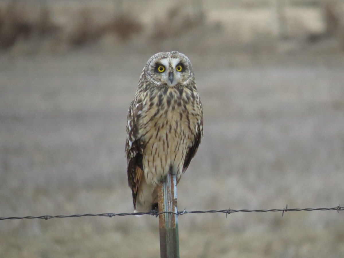Short-eared Owl - Edward Tiede