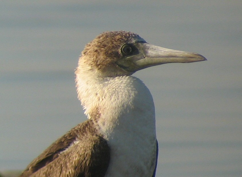 Blue-footed Booby - ML425191751