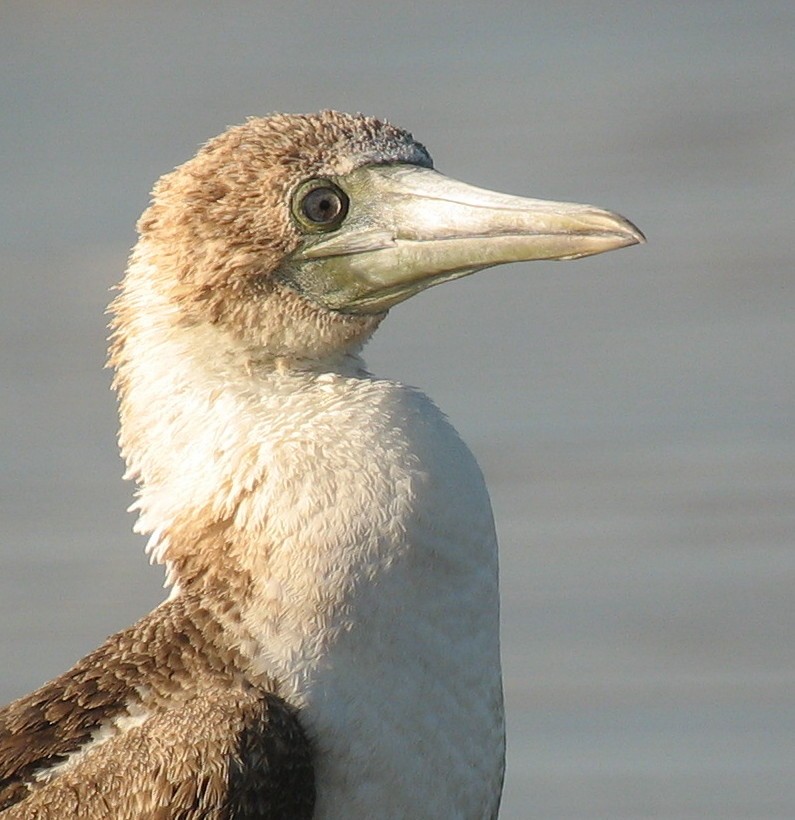 Blue-footed Booby - ML425191771