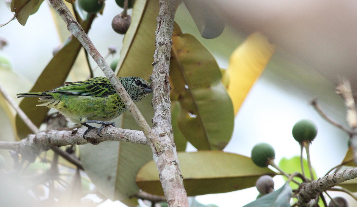 Spotted Tanager - ML42519411