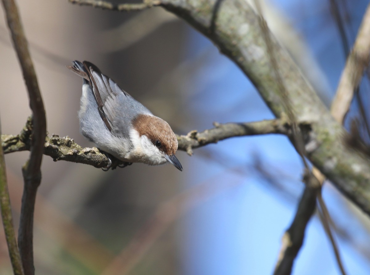 Brown-headed Nuthatch - ML425194161