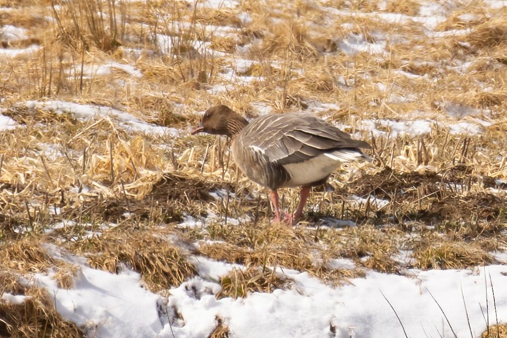 Pink-footed Goose - Mitch (Michel) Doucet