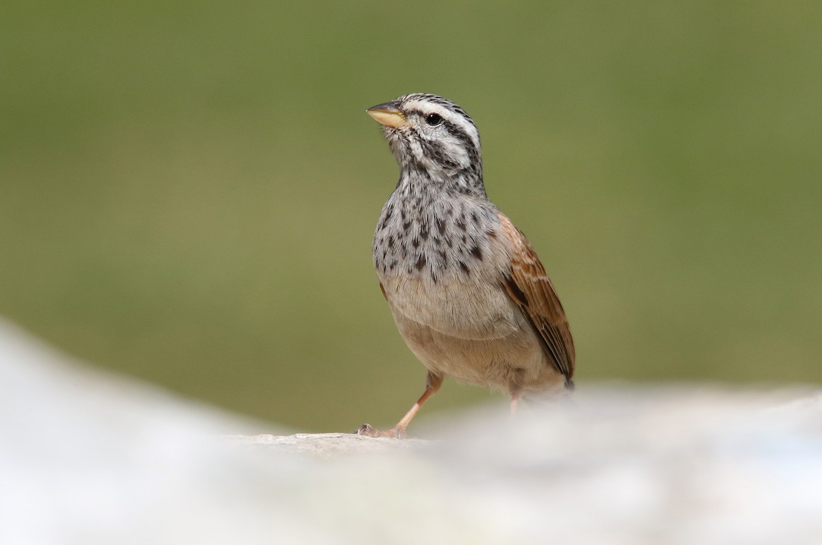 Striolated Bunting - ML425197601