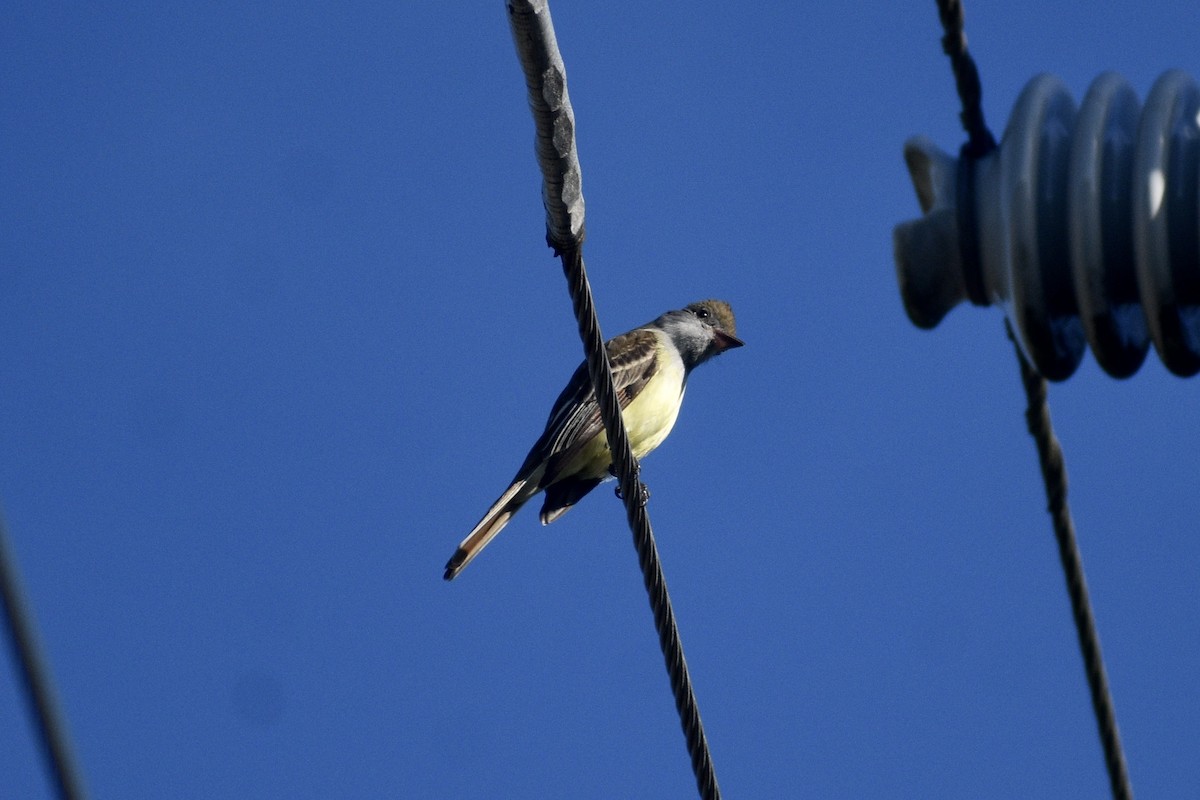 Great Crested Flycatcher - ML425198451