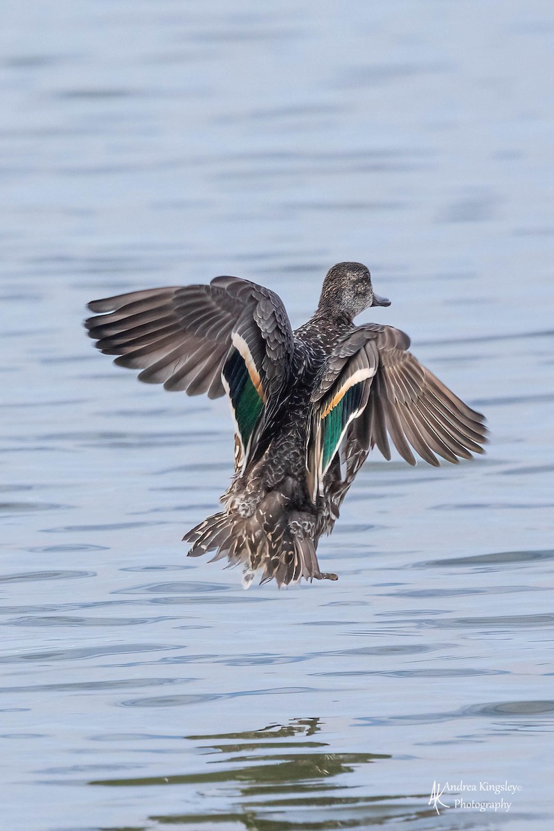 Green-winged Teal - ML425199721