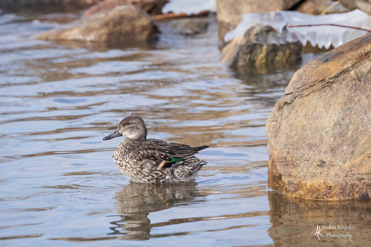 Green-winged Teal - ML425199781